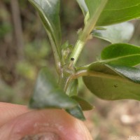 Hedyotis trimenii var. trimenii Deb & Ratna Dutta